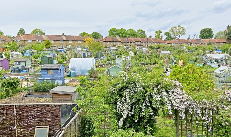 Roehampton Garden Society Allotments